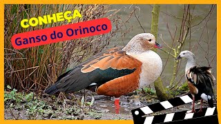 quotDescubra o GansodoOrinoco O Maravilhoso Pato das Florestas Alagadasquot [upl. by Tali]