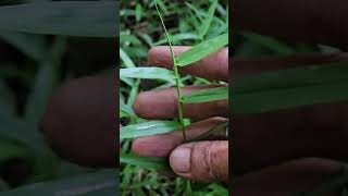 Shade grass  Ottochloa nodosa [upl. by Heinrik738]