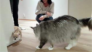 Maine Coon Felix and a little dog A Chihuahua [upl. by Darken]