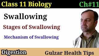 Swallowing   stages of swallowing  mechanism of swallowing  class 11th Biology، [upl. by Vonny]