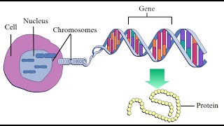 Relationship between Chromosome Genes DNA and Allele [upl. by Sloatman]