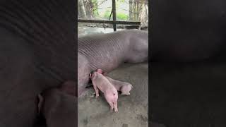 funnypets animals minipigs pig pets funnyanimals petvideos pigsofig piggy pigg [upl. by Letitia311]