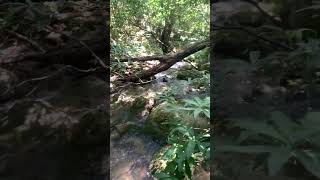 Reduce Stress With Babbling Brook Sounds naturesounds for sleeping  Full 10 Hour video [upl. by Buiron]