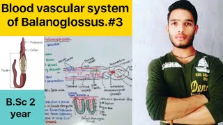 Blood vascular system of Balanoglossus  BSc 3rd Year Zoology 5th Semester 2nd Paper [upl. by Adalie615]