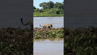 ONÇA CAPTURA JACARÉ NO PANTANAL pescaria shortsviral fishing shortvideos oncapintada onça [upl. by Reifel]