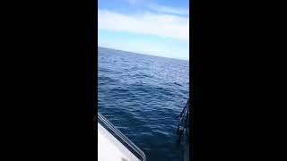 Trolling Master Bornholm 2018 [upl. by Alemrac]