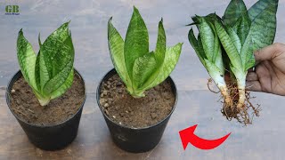 Sansevieria trifasciata hahnii dwarf snake plant propagation by division [upl. by Lebiram728]