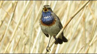 Singing male Whitespotted Bluethroat  Luscinia svecica  Blauwborst  Kruibeke  Belgium  19421 [upl. by Lebyram]