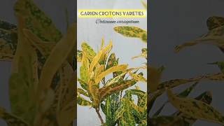 Garden crotons varieties [upl. by Harrietta]