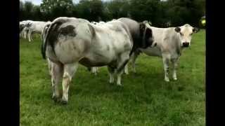 Irish Piedmontese cattle [upl. by Suiramaj995]