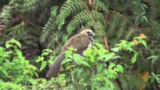 Whitebellied Speckled Chachalaca  Ortalis guttata aracuan Spix 1825 [upl. by Giorgio]