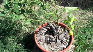 Calamondin Orange Fruit Tree Backyard Orchard [upl. by Mayda]