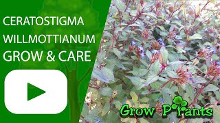 Ceratostigma willmottianum – grow amp care Flowering hedge [upl. by Ardeahp]