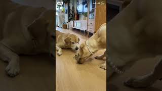 quotDog vs Scorpion Not the fetch game he had in mind 🐕🦂🤦‍♂️quot Subscribe for more [upl. by Borek]