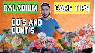 HOW TO TAKE CARE OF CALADIUMS [upl. by Cirillo]