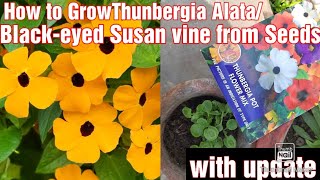 How to Grow Thunbergia Alata BlackEyed SusanClockvines Vine from Seeds With Update [upl. by Oaks]