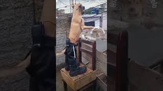 trending funny comedy dog under cover agent🤣🤣 [upl. by Sanson147]