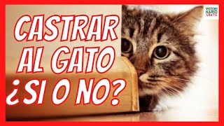 🐱 PRECIO INCONVENIENTES Y BENEFICIOS DE CASTRAR A UN GATO 🐱 [upl. by Ueik]