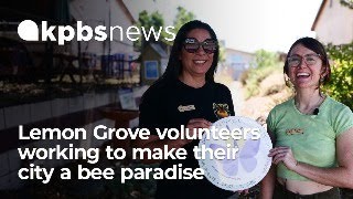 Lemon Grove volunteers working to make their city a bee paradise [upl. by Asilrac]