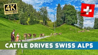 First Alpine Cattle Drives from the Swiss Alps🇨🇭⛰️☀️ goats and cows come back home 🐐 🐄 🫶 [upl. by Nongim]