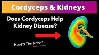 Can Cordyceps Help Kidney Function [upl. by Alih]