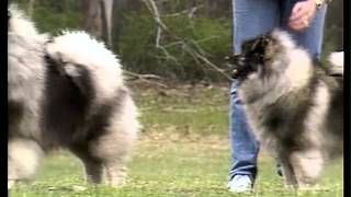 Keeshond  AKC Dog Breed Series [upl. by Pergrim]