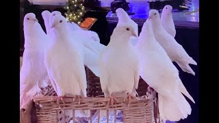 Thursford Spectacular White Doves go in basket 16 Nov 22 [upl. by Araiek227]