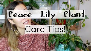 Peace Lily Plant Care Tips amp Tricks  Peace Lily Houseplant Care [upl. by Kirenoj684]