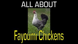 Fayoumi Chicken  Information [upl. by Lashonde]