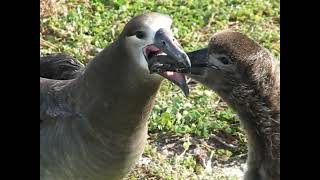 Black footed albatross behaviour Tern Island 2007 [upl. by Fein]