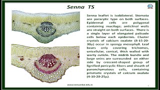 Senna leaf Microscopy Slideshow K S Laddha  ICT [upl. by Zaob334]