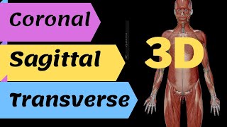 3D anatomical plane sagittal coronal and transverse plane in 3D view [upl. by Saideman236]