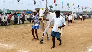 2nd T srilath gari senior bulls machavaram in koppuravuru [upl. by Zaneski975]