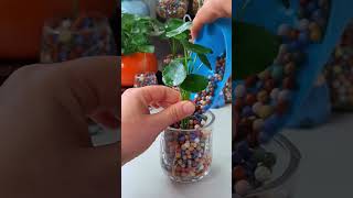 How to growing flowers in cup so beautiful garden plants gardening outdoorflowers [upl. by Phillida]