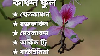 কাঞ্চন ফুল  Complete details of Orchid tree  Bauhinia purpurea [upl. by Askwith]