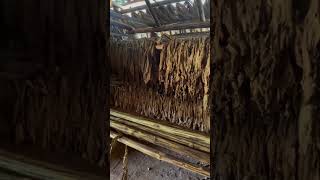 Nos Encontramos en Viñales ¡Elaborando Tabaco de Forma Tradicionaltabaco viñales cuba trading [upl. by Rianon107]