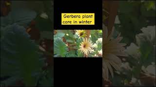 Gerbera plant care in winter [upl. by Sirac]