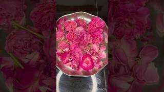 Rose water natural rose homemade AadhVi76vlogs [upl. by Cassilda101]