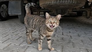 Tabby cat who constantly meows loudly is still hesitant to approach me [upl. by Annez]