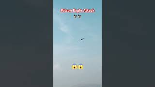 Falcon Eagle Attack🦅😱 sky hunter Bird 🦅😱 trending shorts shortvideo viralvideo dangerous love [upl. by Herald]