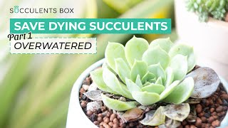 HOW TO SAVE OVERWATERED SUCCULENTS  SUCCULENT CARE TIPS [upl. by Sirromal698]