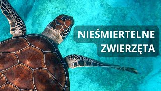 Nieśmiertelne zwierzęta fenomen [upl. by Miuqaoj]