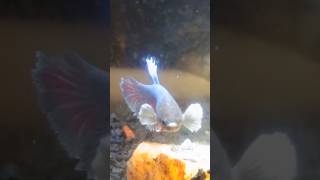 Female dumbo betta femalebetta bettafish shorts [upl. by Adnolay]