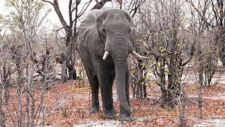 African elephant Loxodonta africana enormous bull encounter Okavango Delta Botswana [upl. by Kelila]