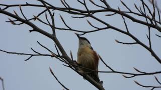 Nuthatch call [upl. by Kisor]