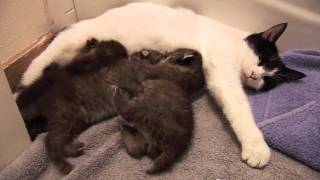 BOBCAT KITTENS adopted by house cat [upl. by Eelarac]