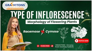 Types of Inflorescence  Morphology of Flowering Plants [upl. by Refinaj486]