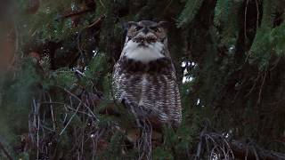 Great Horned Owl hoot [upl. by Ayerim]