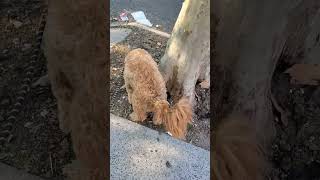 Teddy The GoldenDoodle Out For A Walk And Sniffs Something  Subscribe Like Comment Share [upl. by Novehs]