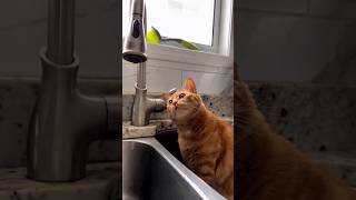 Surprised Cat The Reaction Video [upl. by Eob899]